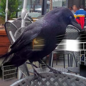 The raven standing on the back of the metal chair now blends with the image of the moon lamp, and some of the shelving in the Library of the IMIR.