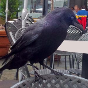A large raven stands on the back of a metal chair on a cafe patio
